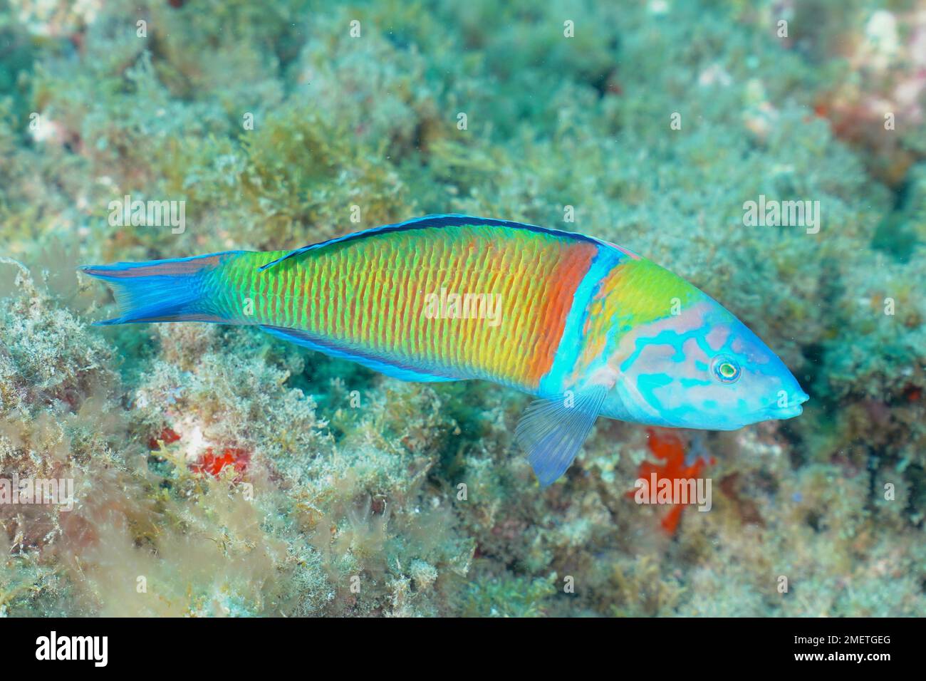 Kunstvoll verzierte Rasse (Thalassoma pavo), El Cabron Marine Reserve Tauchplatz, Arinaga, Gran Canaria, Spanien, Atlantischer Ozean Stockfoto