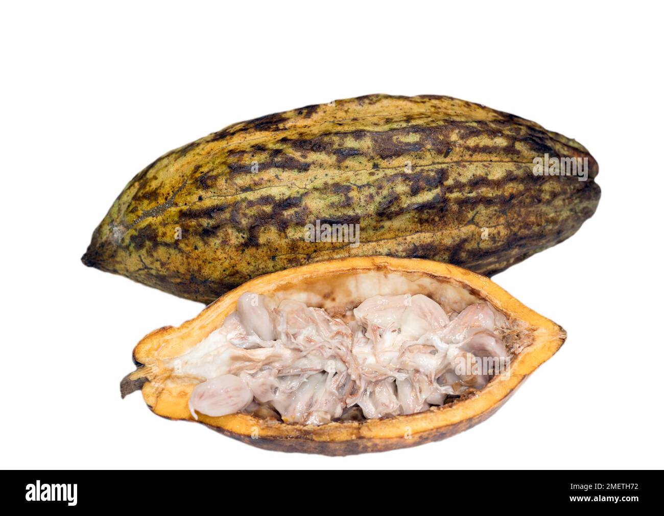 Eine ganze und eine halbierte Kakaobutter (Theobroma Cacao L.) mit den Samen, Kakaobohnen, Lebensmittelfotografie mit weißem Hintergrund Stockfoto