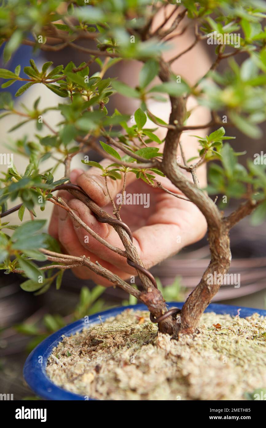 Raffination einer Azalea, Azalea Satsuki (Rhododendron indicum), Verdrahtung und Formung des Baumes Stockfoto