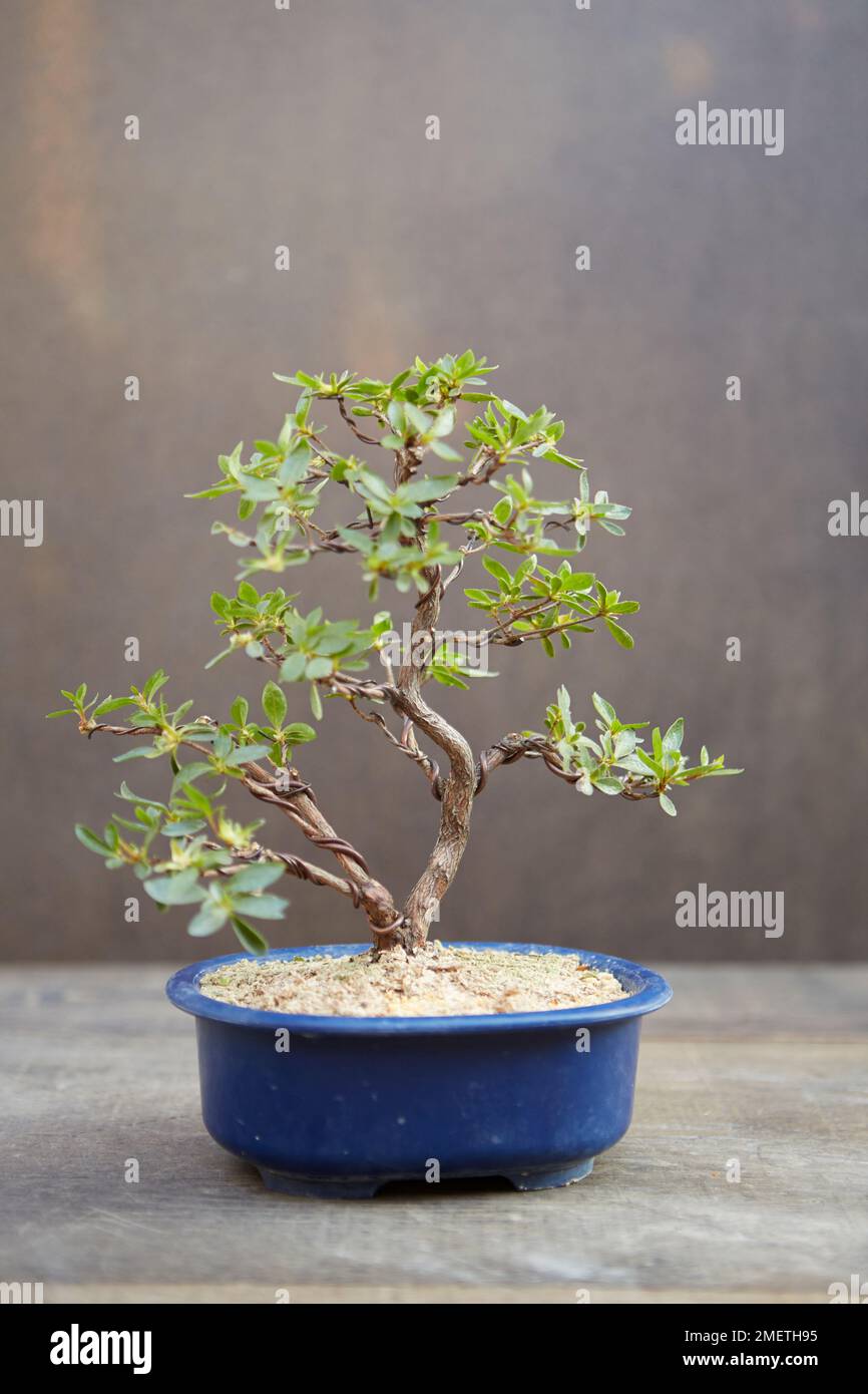 Raffination einer Azalea, Azalea Satsuki (Rhododendron indicum), verdrahteter Baum Stockfoto