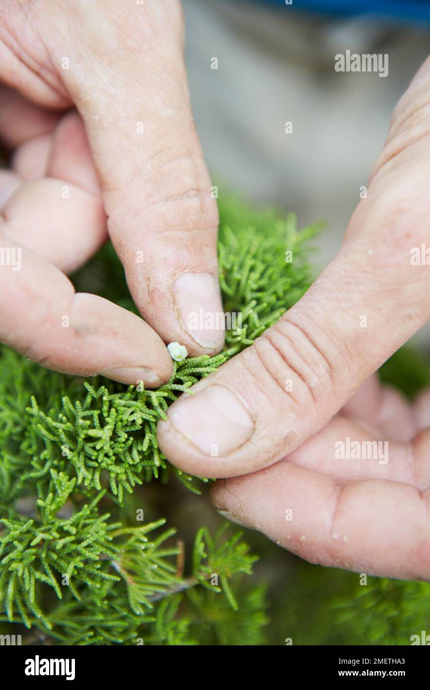 Chinesischer Wachtel (Juniperus Chinensis „Itoigawa“), der eine Wacholderkaskade erzeugt, die Blätter sorgfältig reinigt und inspiziert Stockfoto