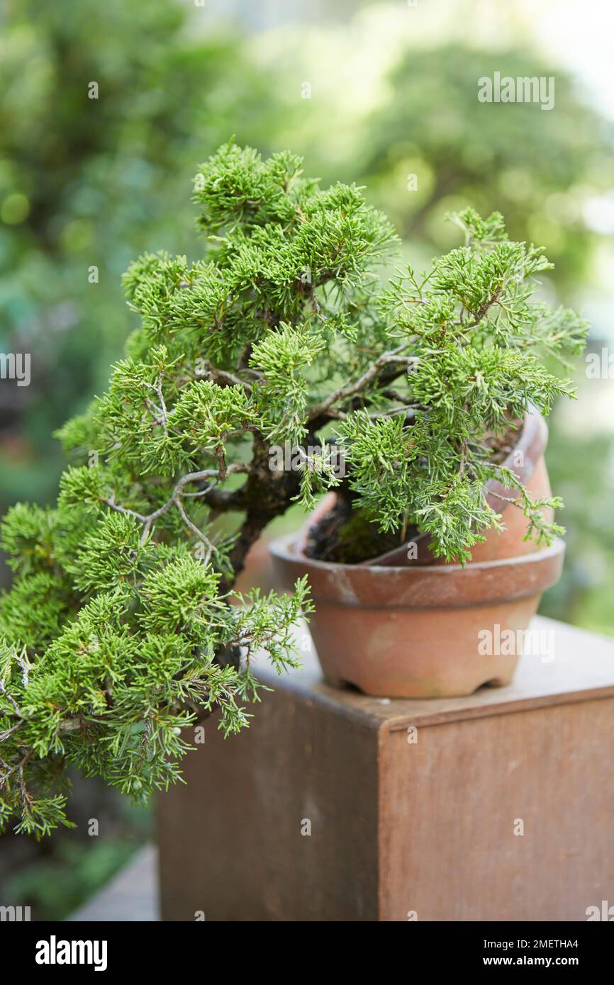 Chinesischer Wacholder (Juniperus Chinensis „Itoigawa“), der eine Wacholderkaskade schafft, indem er einen temporären Neupflanzungswinkel festlegt, indem er den Baum auf einem leeren Übungstopf balanciert Stockfoto