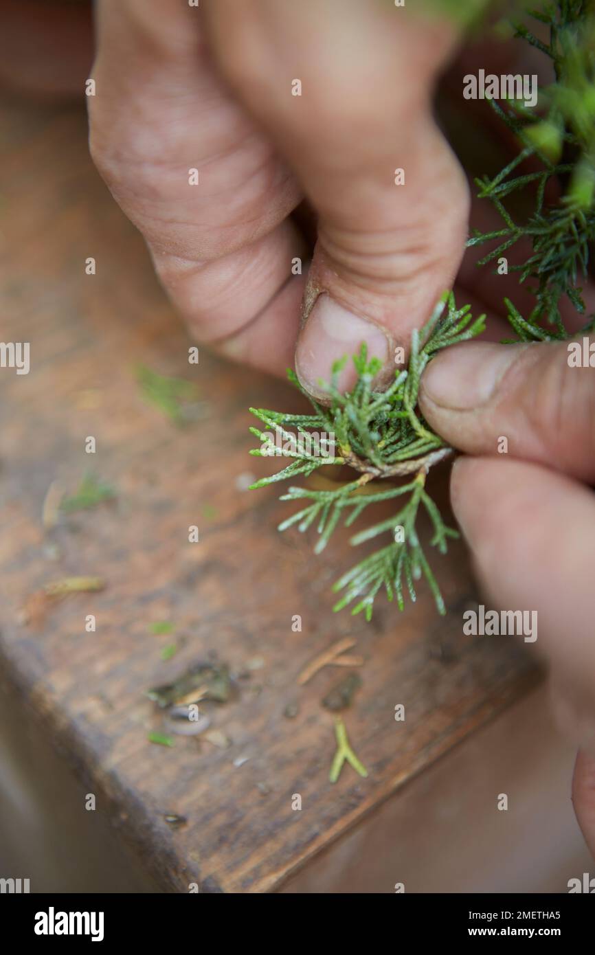 Chinesischer Wachtel (Juniperus Chinensis „Itoigawa“), der eine Wacholderkaskade erzeugt und die Blätter sorgfältig reinigt Stockfoto