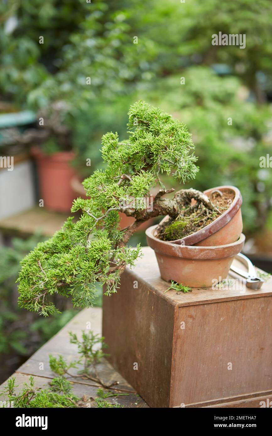 Chinesischer Wacholder (Juniperus Chinensis „Itoigawa“), der eine Wacholderkaskade schafft, einen neuen Pflanzwinkel schafft, indem er den Baum auf einem leeren Trainingstopf balanciert und die Triebe ausdünnt Stockfoto