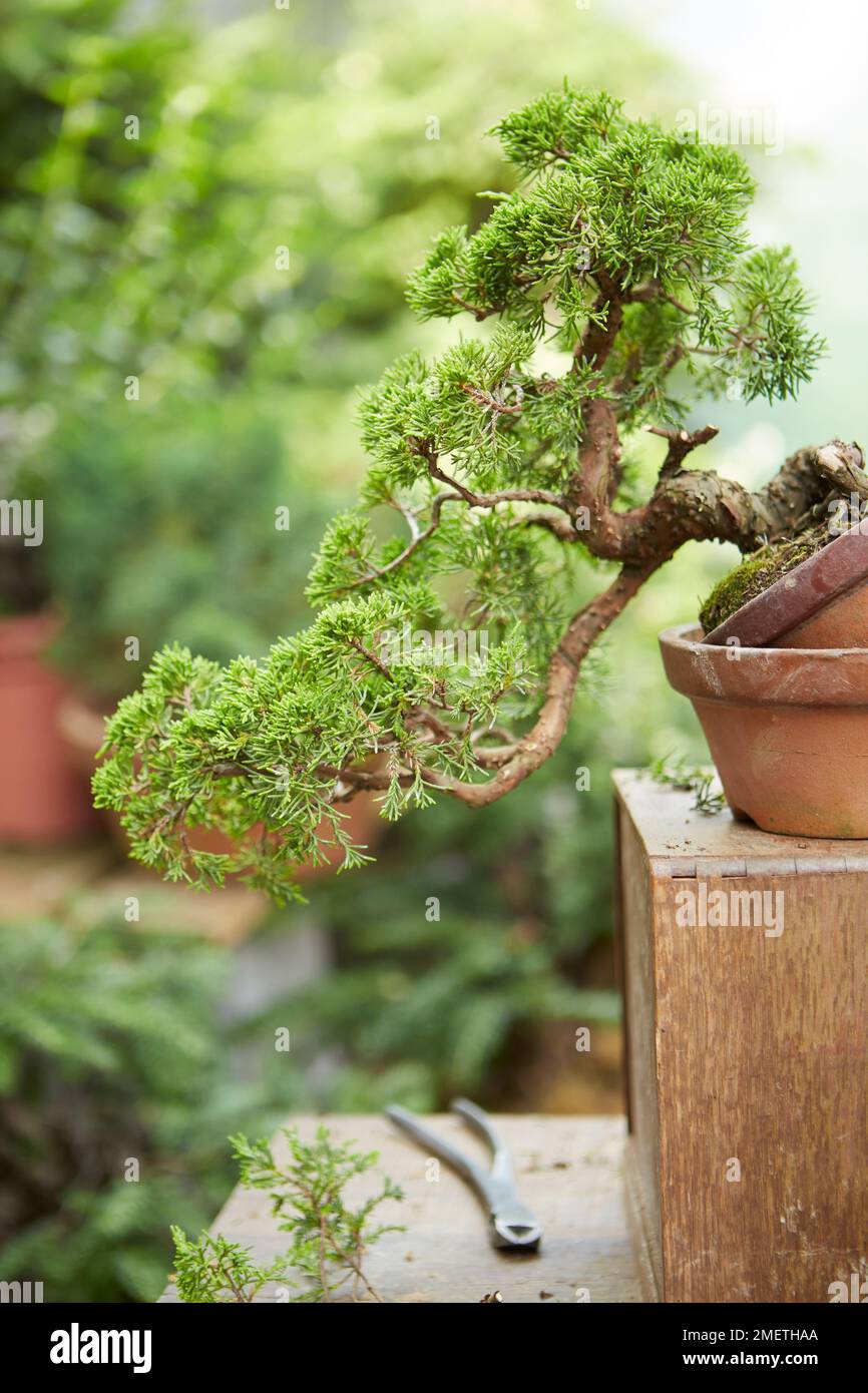 Chinesischer Wacholder (Juniperus Chinensis „Itoigawa“), der eine Wacholderkaskade schafft, einen neuen Pflanzwinkel schafft, indem er den Baum auf einem leeren Trainingstopf balanciert und die Triebe ausdünnt Stockfoto