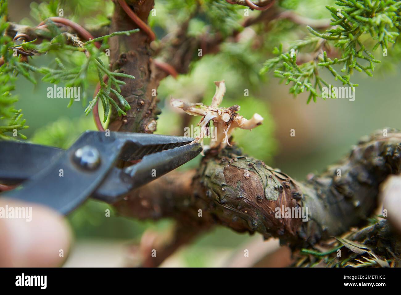 Chinesischer Wacholdermann (Juniperus Chinensis „Itoigawa“), der eine Wacholderkaskade schafft und den Stumpf für Jin oder Shari zurückzieht Stockfoto