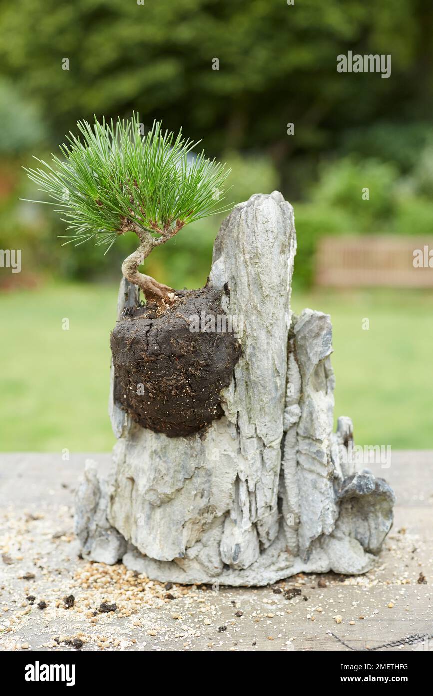 Anpflanzung von Pendalfelsen mit japanischer Schwarzer Kiefer (Pinus thunbergii) Stockfoto