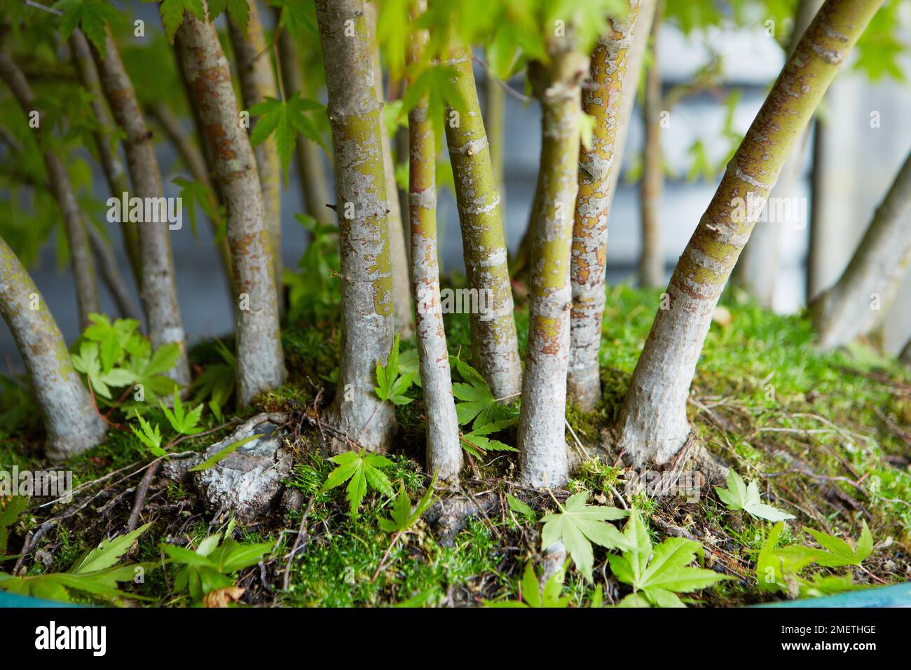 Ahorn-Wald Stockfoto