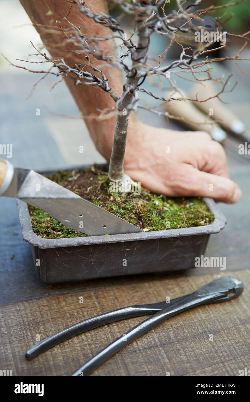 Zelkova umgießen, Baum aus altem Topf entfernen, mit Wurzelsäge Stockfoto