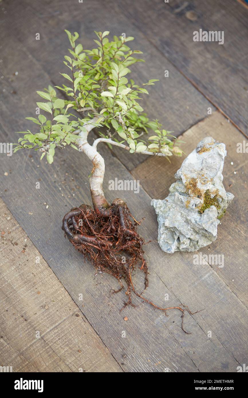 Einen Bonsai mit Wurzel ber Stein herstellen, Ulmus parvifolia  (chinesische Elme), aus dem Topf entfernen Stockfotografie - Alamy
