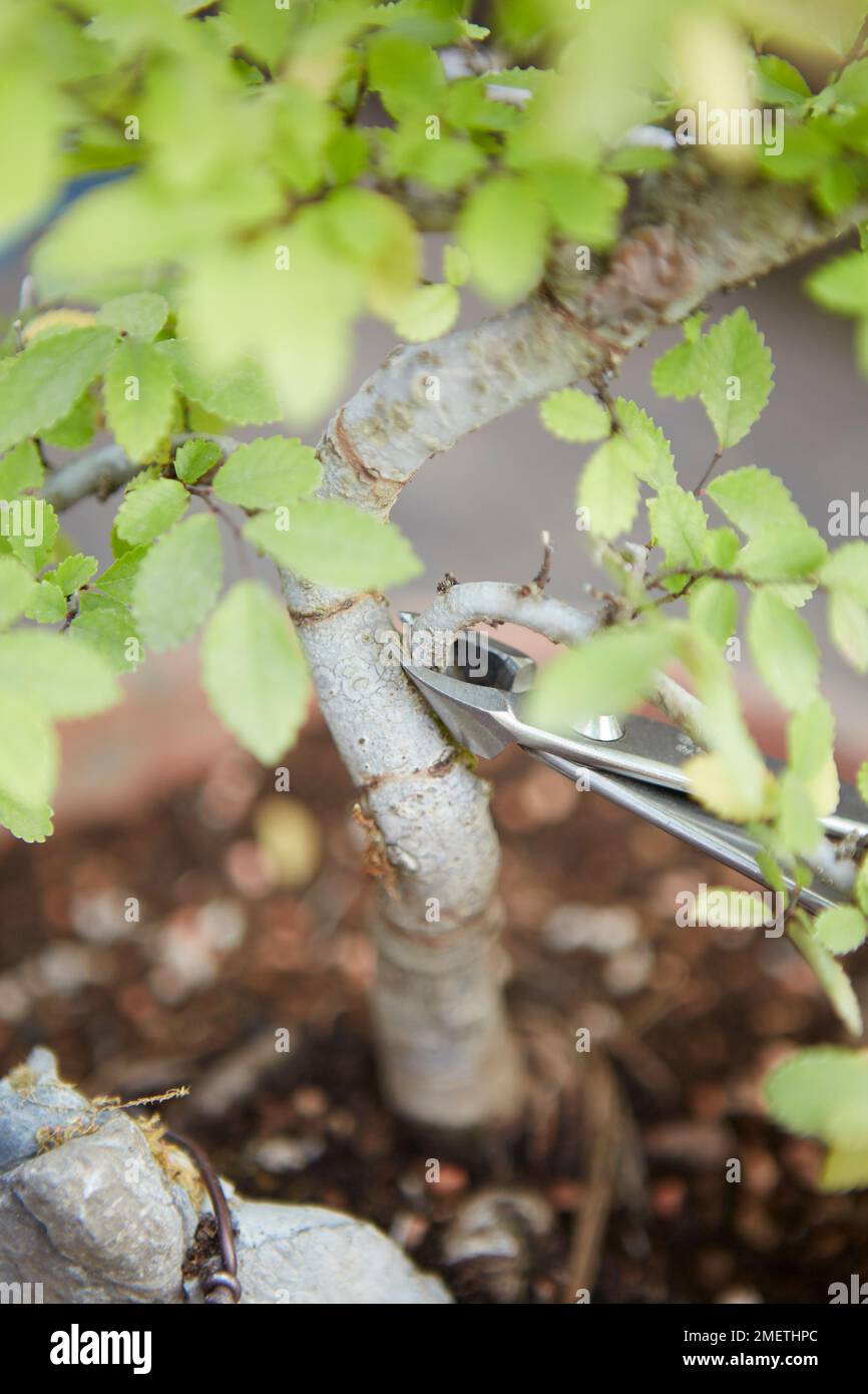 Einen Bonsai mit Wurzeln ber Stein herstellen, Ulmus parvifolia  (Chinesische Elme), den Baum stylen, unerwnschte ste und Triebe entfernen  Stockfotografie - Alamy