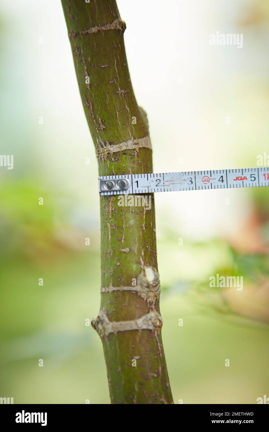 Acer palmatum (japanischer Ahorn), Luftschichten, Vorbereitung des Baumes, Messung des Durchmessers des Stamms Stockfoto