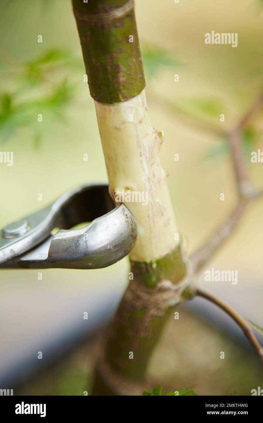 Acer palmatum (japanischer Ahorn), Luftschichten, Entfernen kleiner Teile von Hartholz aus dem verwundeten Bereich, um Kallusbildung zu verhindern Stockfoto