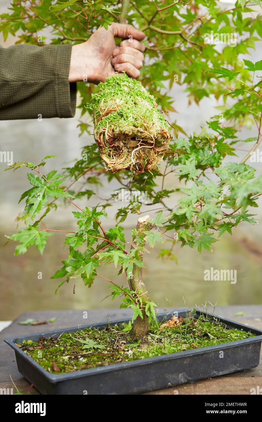 Acer palmatum (japanischer Ahorn), Luftschichten, Entfernen der oberen Hälfte, jetzt zwei Bäume Stockfoto