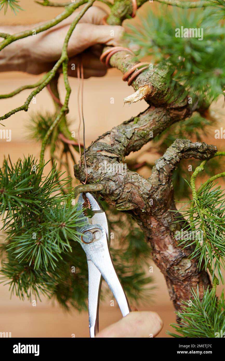 Nahaufnahme von Hand biegen ein Bonsai-Baum in Bast gewickelt und Draht von  oben und zur Seite gedreht Stockfotografie - Alamy
