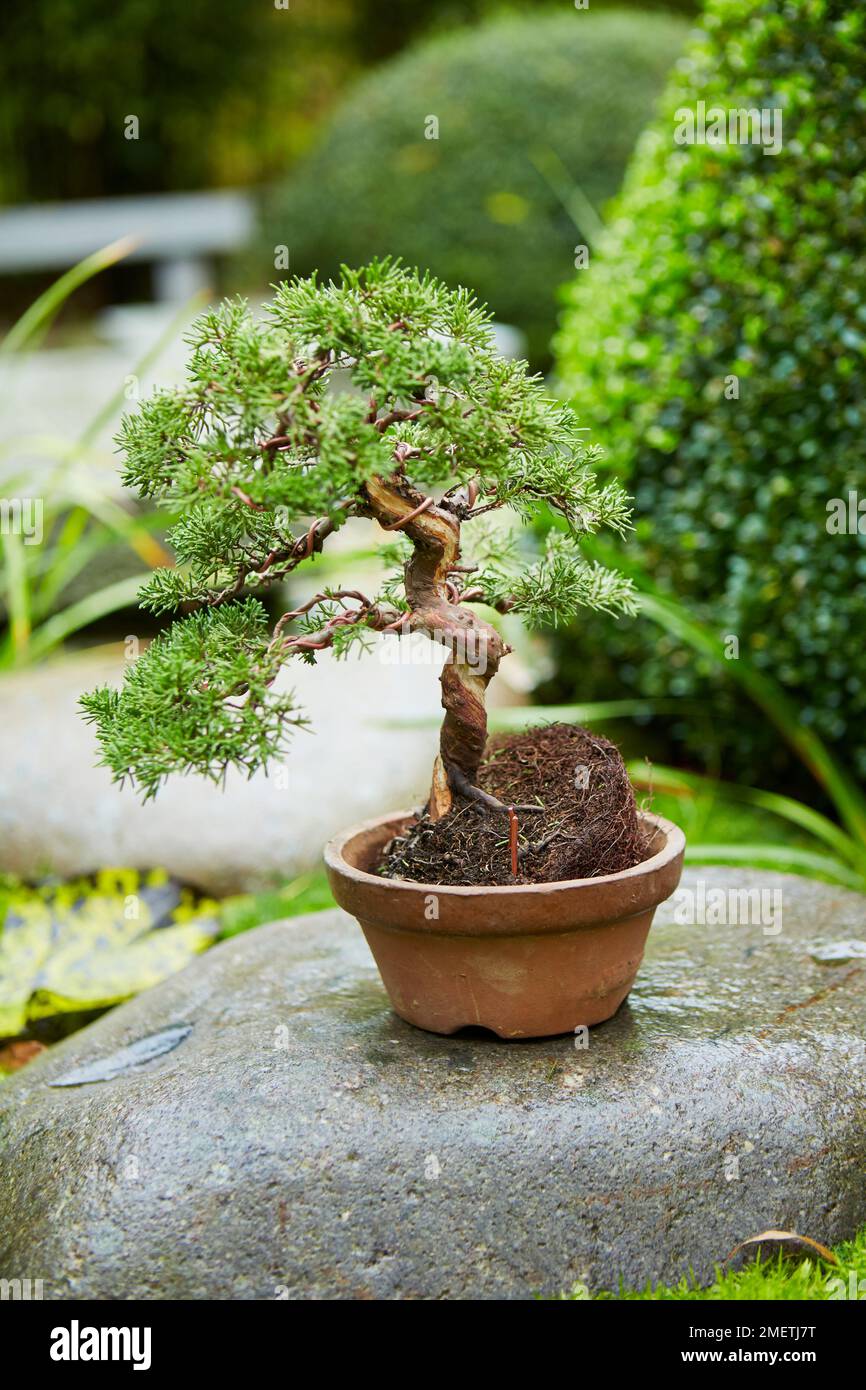 Totholz auf bonsai -Fotos und -Bildmaterial in hoher Auflösung – Alamy