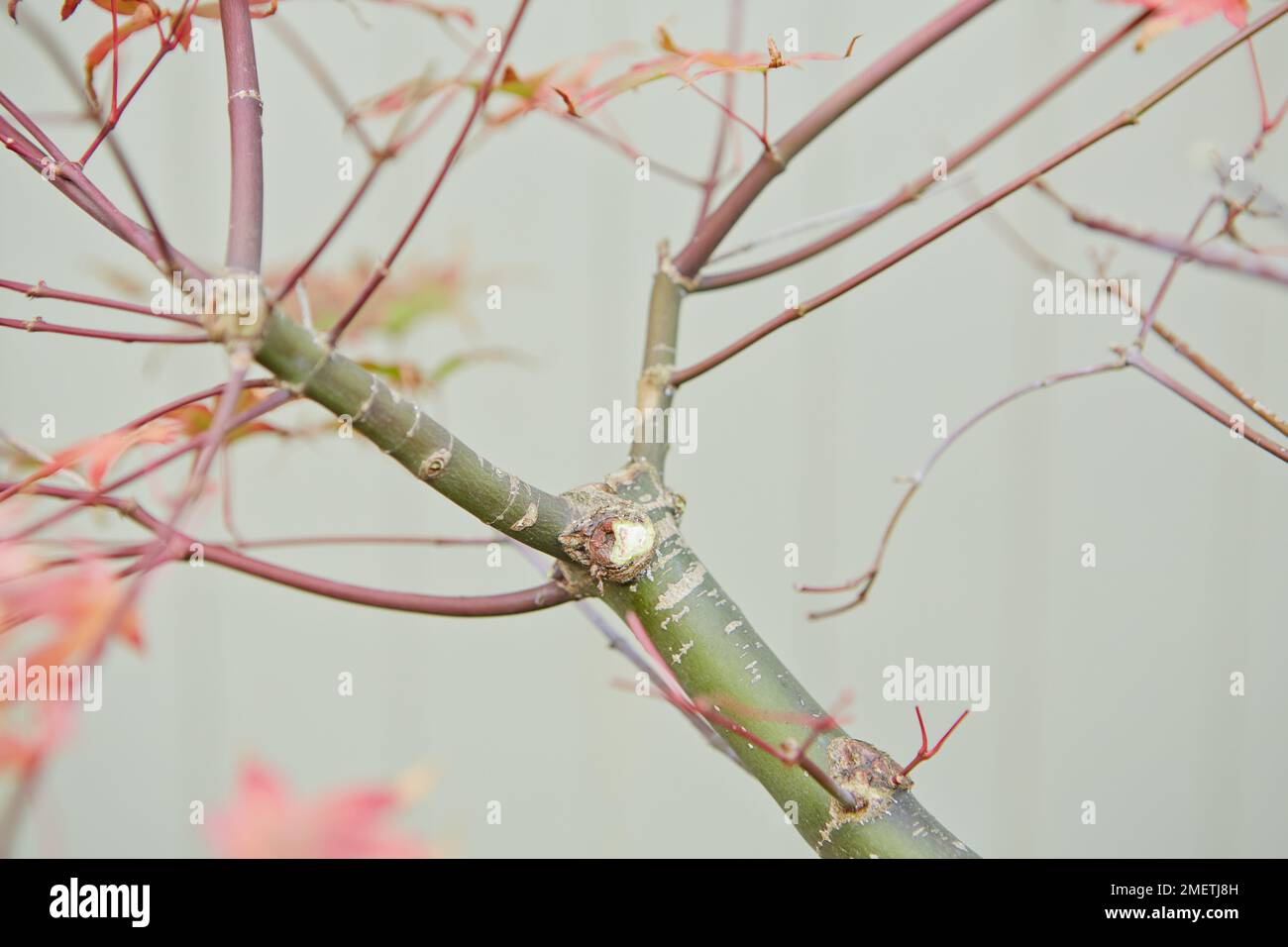 Bonsai Acer palmatum 'Deshojo', japanischer roter Ahorn, schwächere Äste Stockfoto