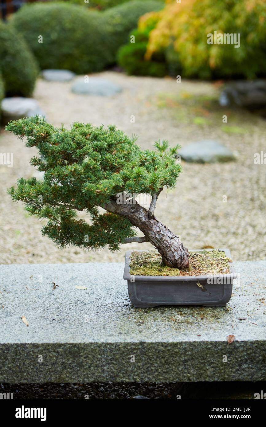 mini bonsai für flaschengarten Mini Bonsai: Ficus microcarpa Ginseng (Chinesische Feige ) – Page 1 – Dein- Flaschengarten.de main image 0
