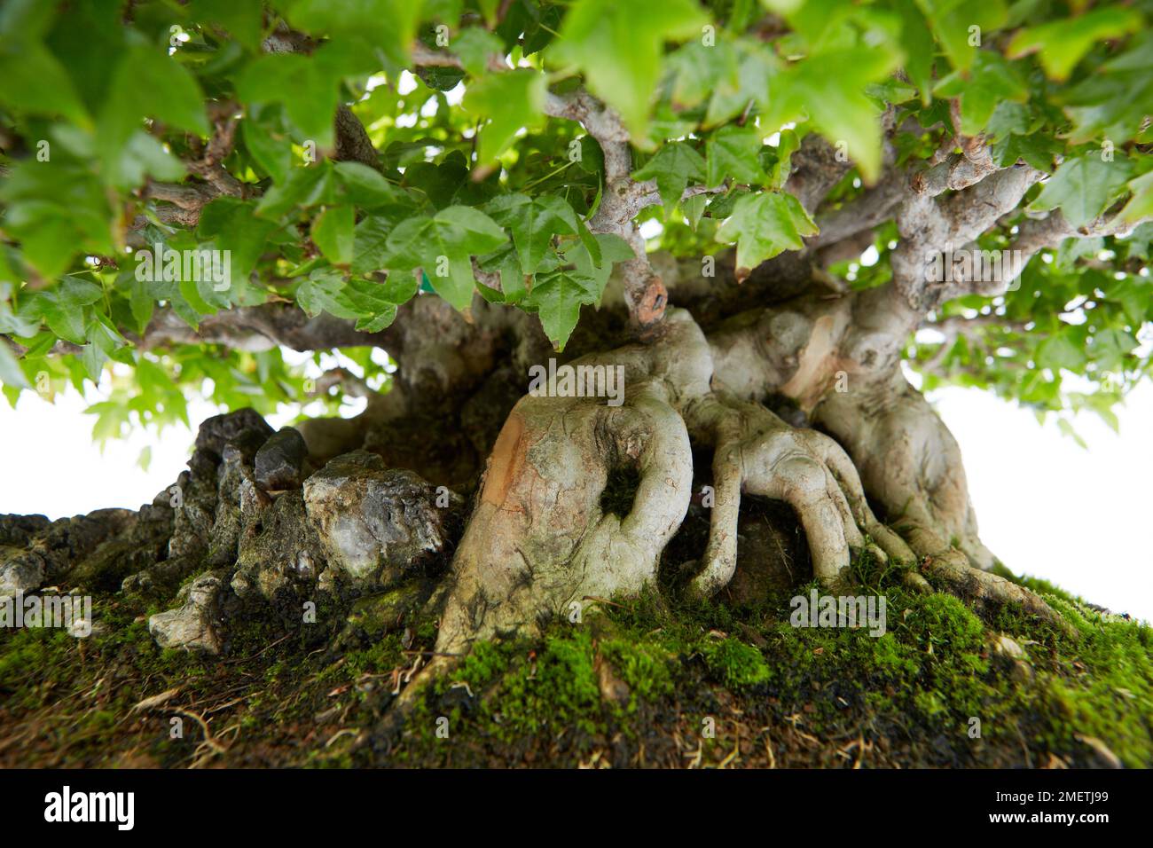 Trident Maple, Acer Buergerianum, Baumbasis Stockfoto