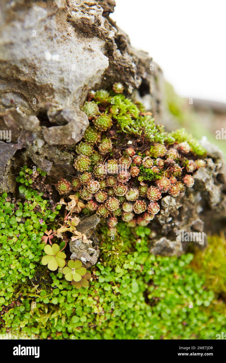 Ezo Spruce (Picea Glehnii), Anpflanzung von Akzenten, Alpinen Stockfoto