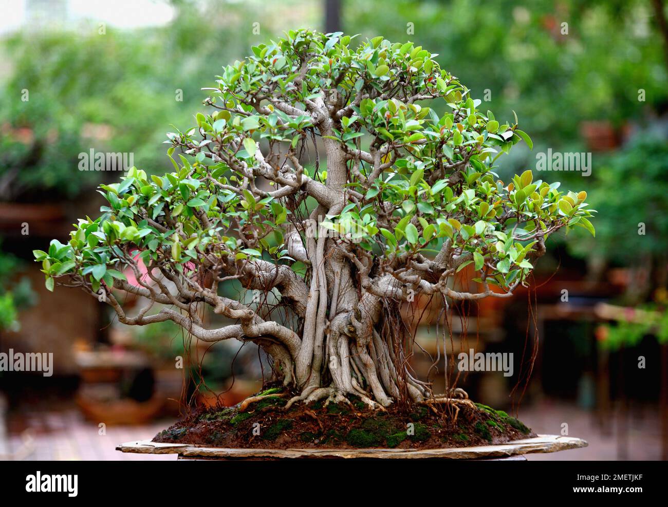 Ficus natalensis bonsai, Natale Feigen, Strumpfhosen, Luftsprünge, banyan-Stil Stockfoto