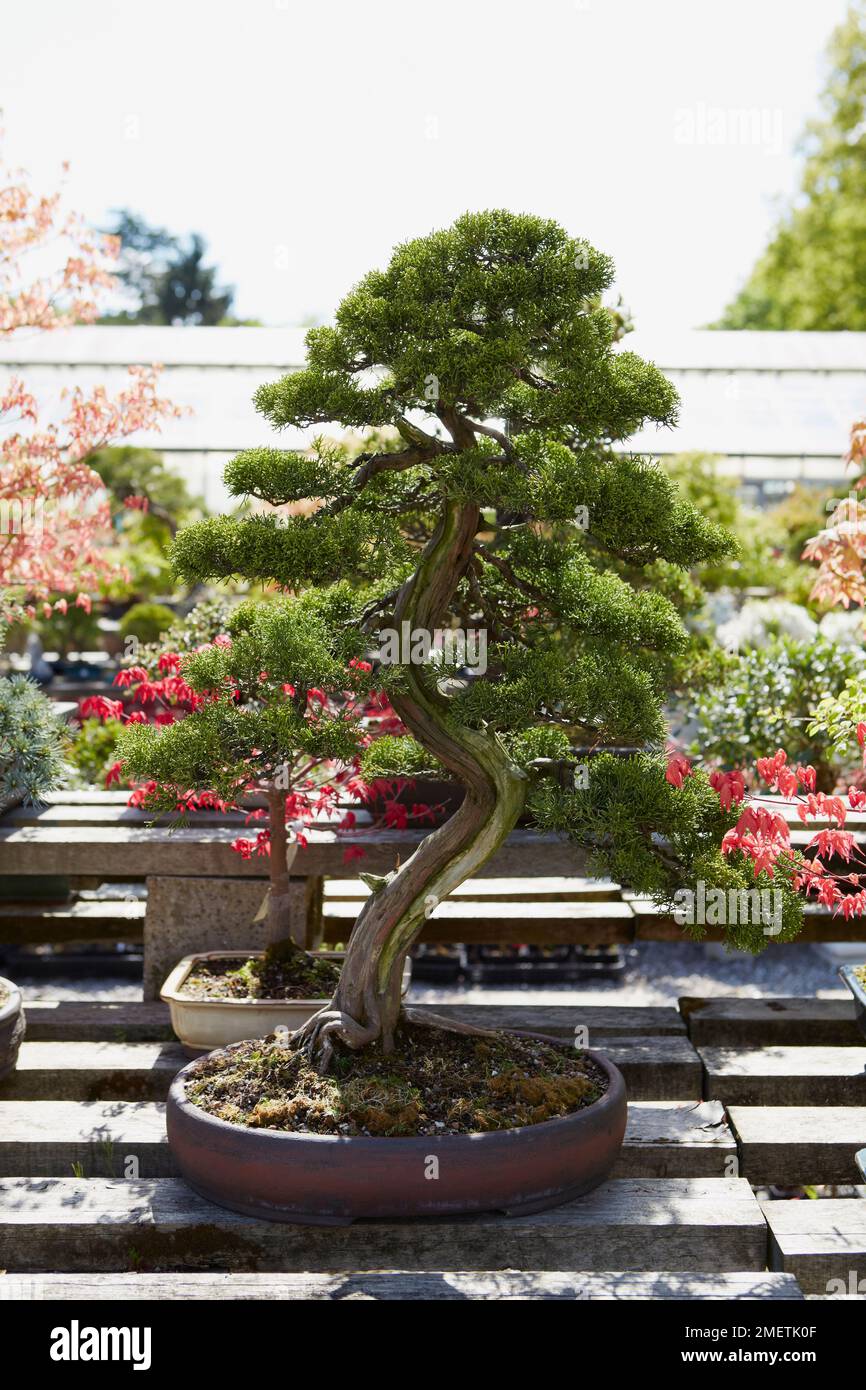 Der Bonsai-Baum steht draußen Stockfotografie - Alamy
