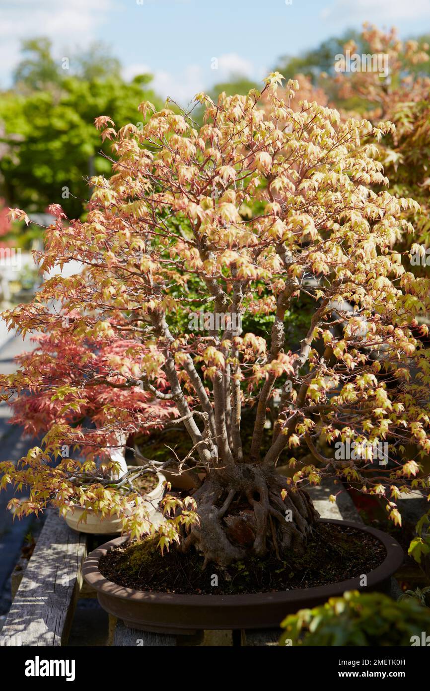 Bonsai ist draußen ausgestellt Stockfoto