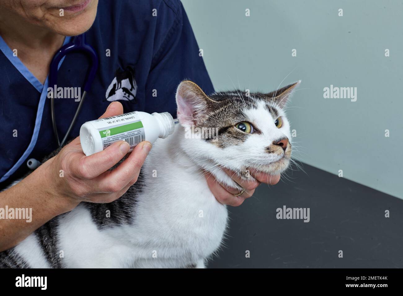 Männlicher Tabby und weiße Katze, tierärztlich putzende Ohren Stockfoto