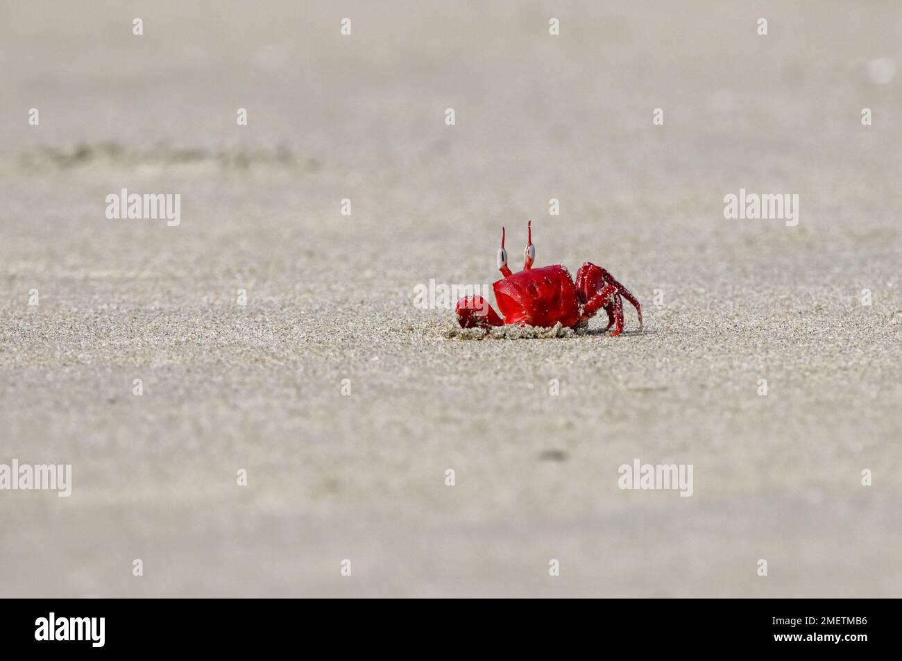 Rote Krabbe am Strand. Dieses Foto wurde von Cox's Bazar in Bangladesch gemacht. Stockfoto