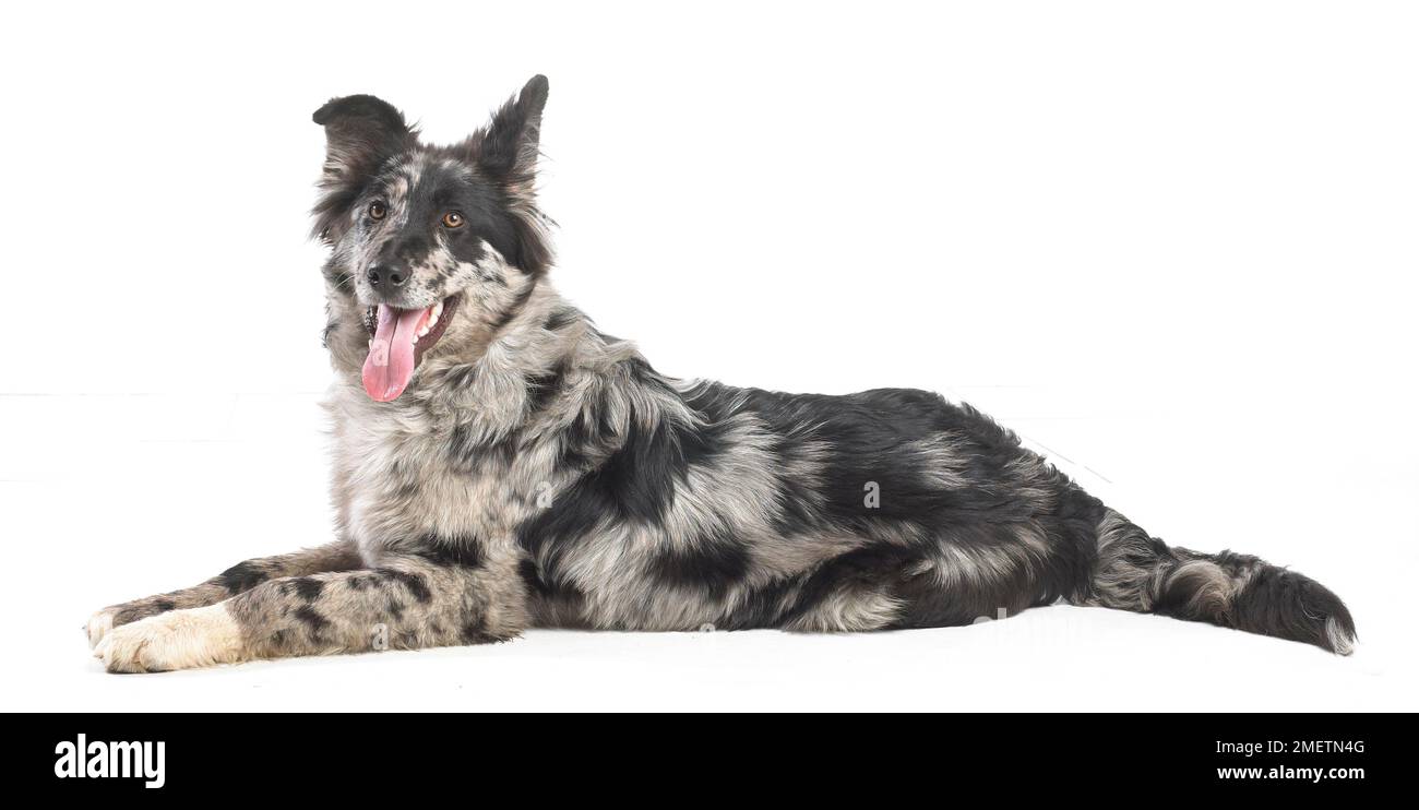 Deutscher Schäferhund Border Collie Kreuz, 4-Monate-alten Stockfoto