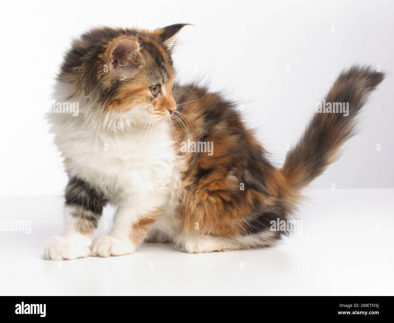 Schildpatt Tricolor Kätzchen, 10 Wochen alten Stockfoto