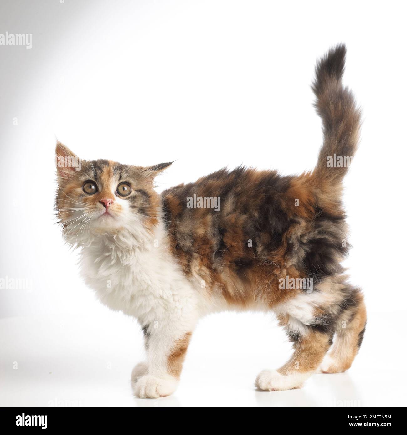 Schildpatt Tricolor Kätzchen, 10 Wochen alten Stockfoto
