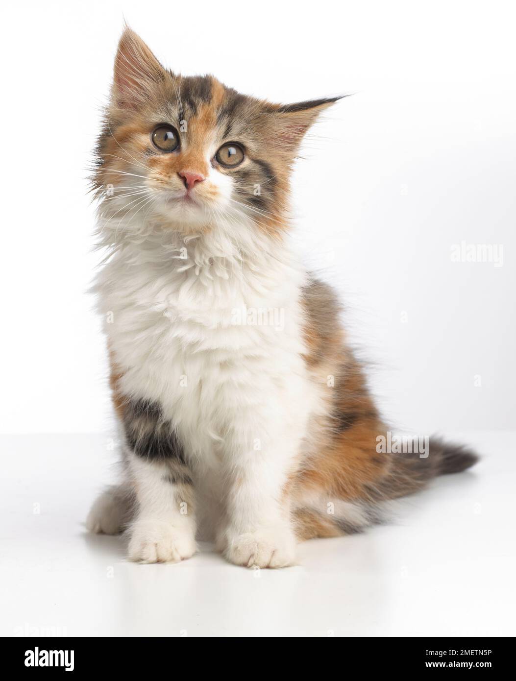 Schildpatt Tricolor Kätzchen, 10 Wochen alten Stockfoto