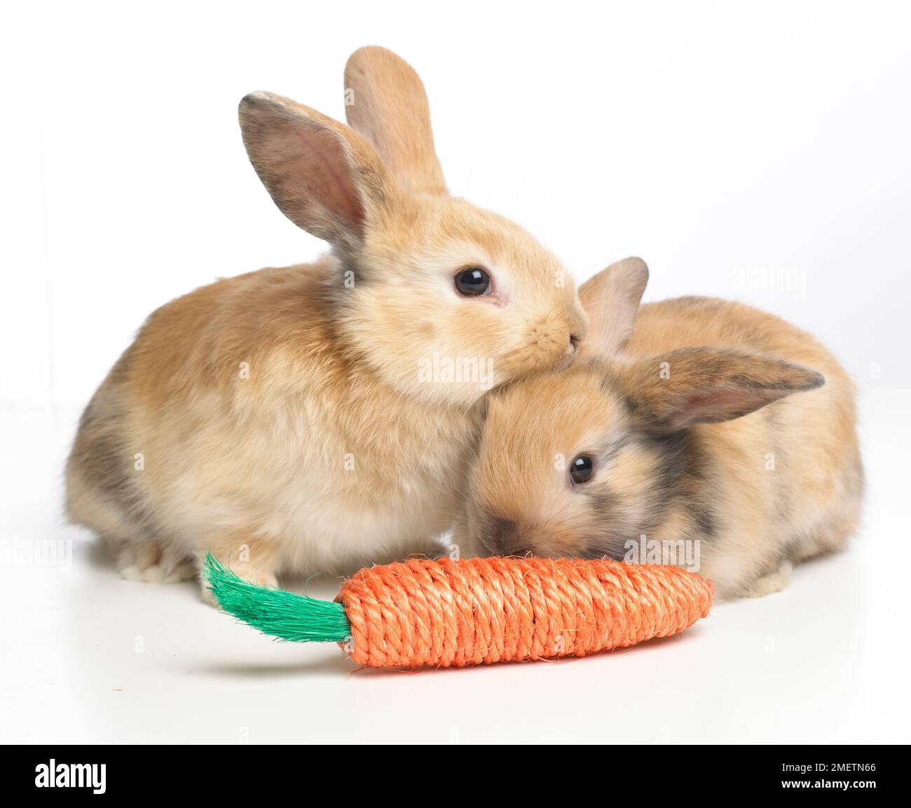 Zwei junge Kaninchen mit Spielzeugkarotte Stockfoto
