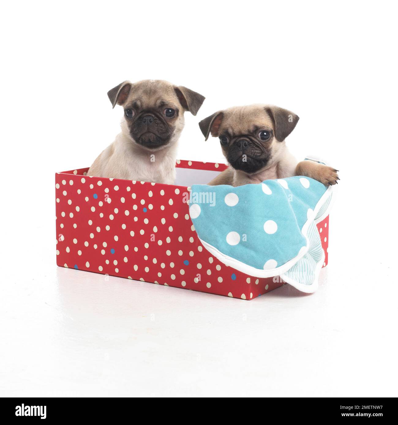 Mops Welpen, 7 Wochen altes Baby Stockfoto