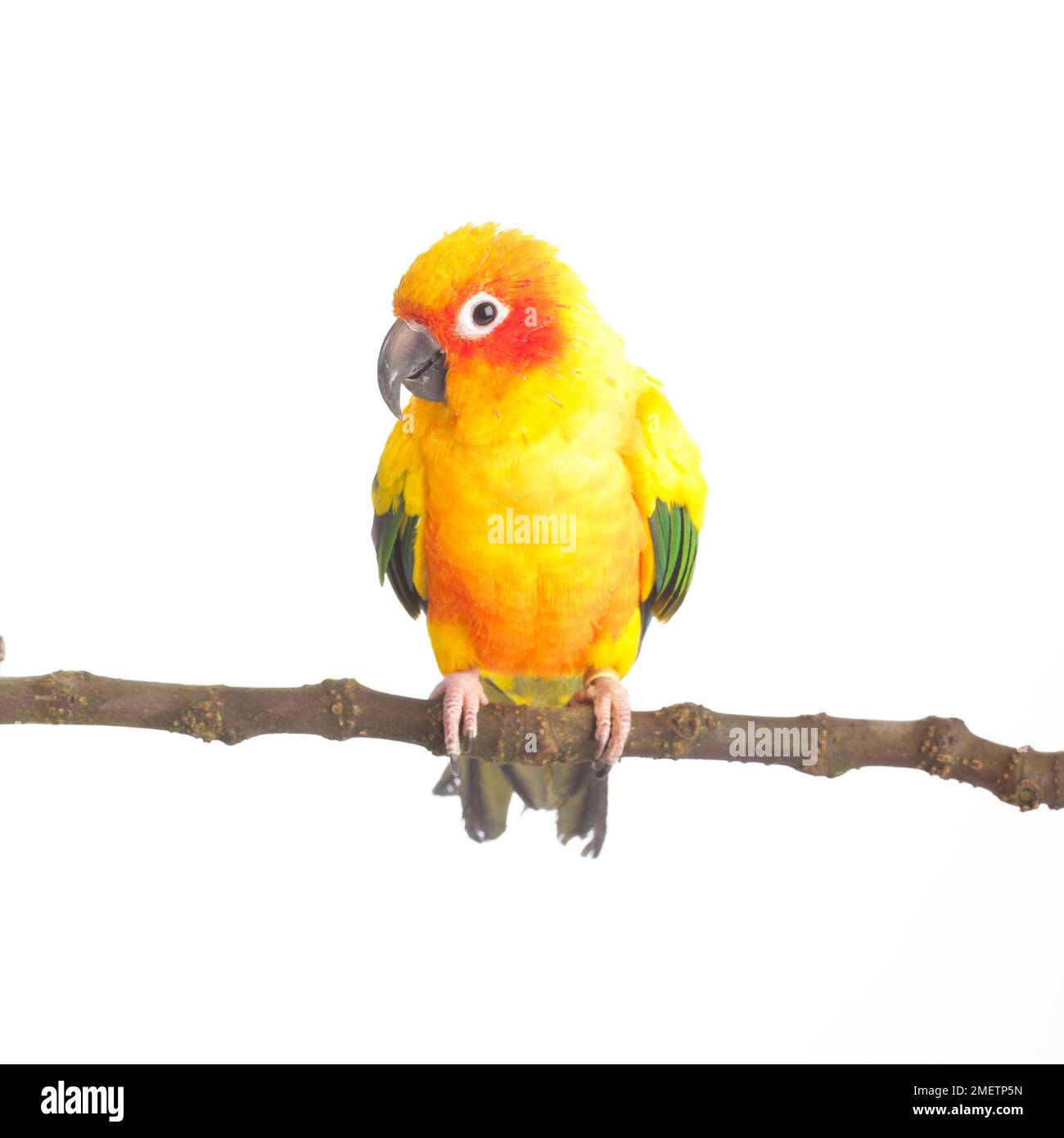 Farbenfrohe gelbe und rote Papagei, Sittiche, Sittich (Aratinga solstitialis) Stockfoto