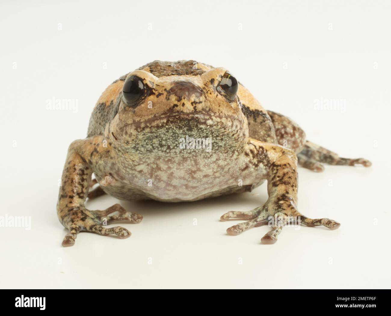 Gebänderten Bull Frog, mollig Frosch (Kaloula Pulchra) Stockfoto
