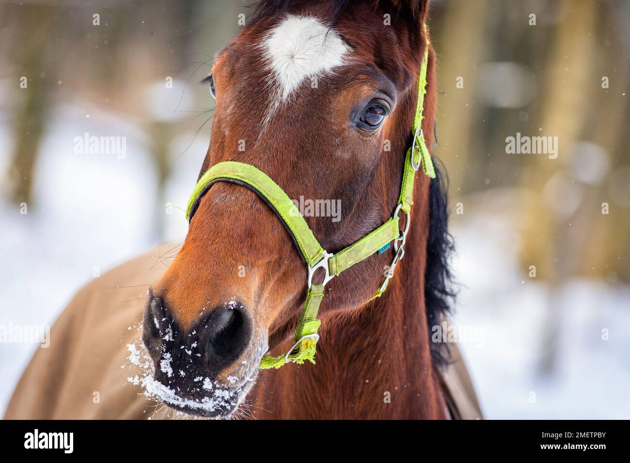 Nahaufnahme eines braunen Pferdekopfes mit weißem Fleck auf der Stirn und einem grünen Halter, der an einem Wintertag in einer Koppel steht. Weißer Schnee und Bäume Stockfoto