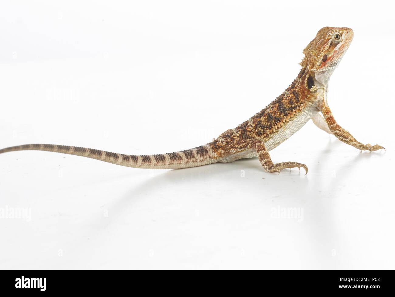 Bartagame (Pogona sp.) Stockfoto