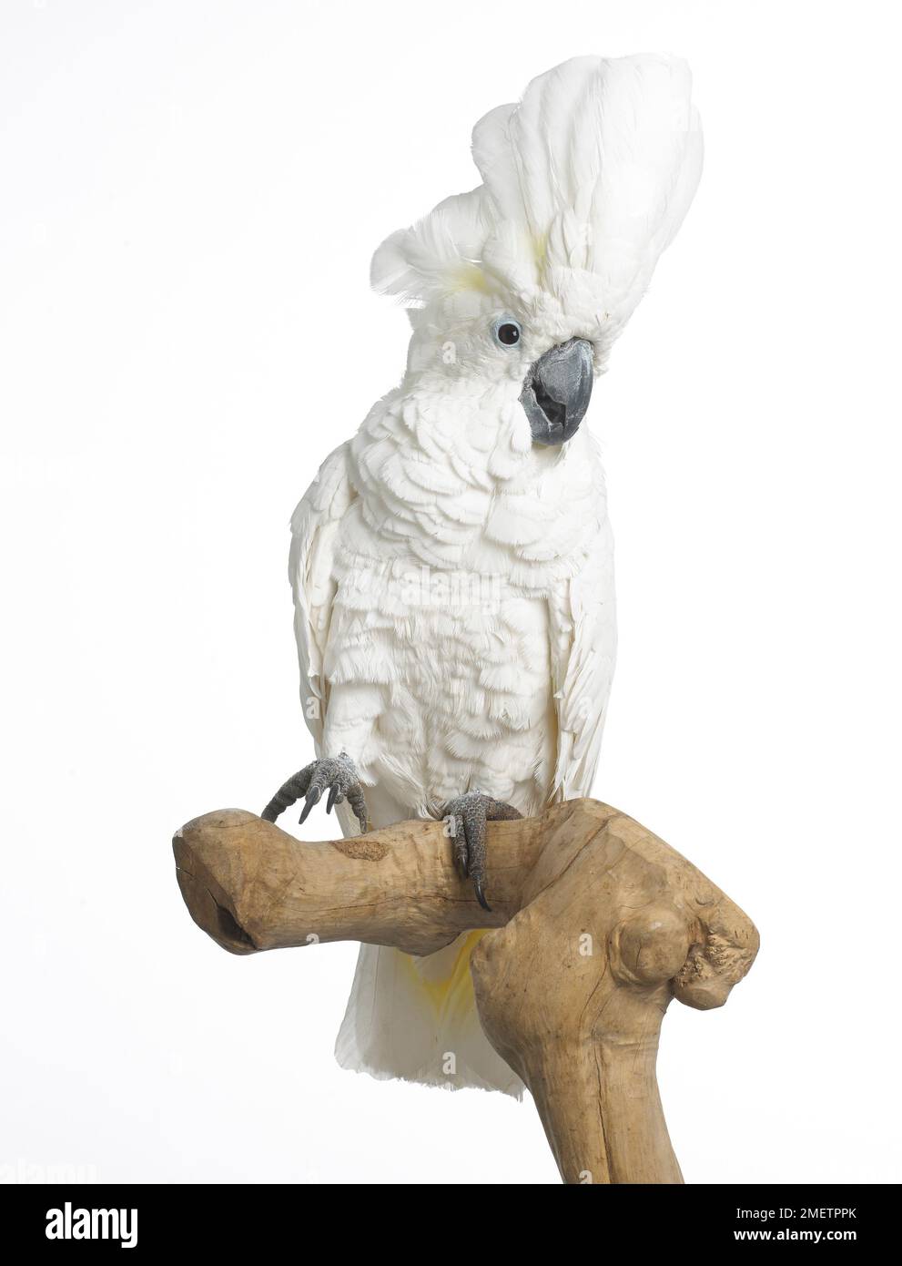 White Cockatoo, Dach Kakadu (Cacatua Alba), 3-Year-Old weiblich Stockfoto