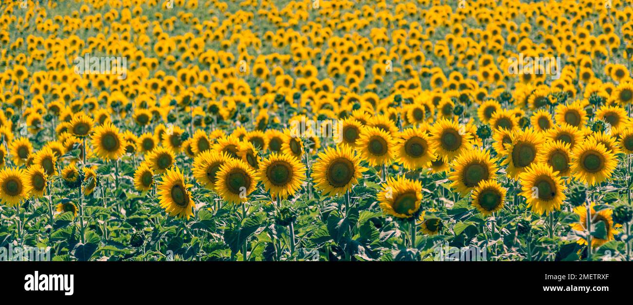 Blühende Sonnenblumen im Sonnenblumenfeld im Sommer, Toskana, Italien. Stockfoto