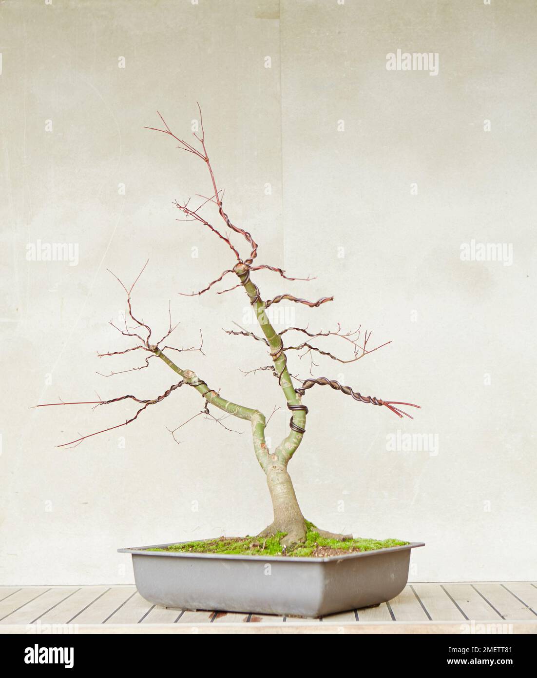Bonsai Acer palmatum 'Deshojo', japanischer roter Ahorn, verkabelter Baum  Stockfotografie - Alamy