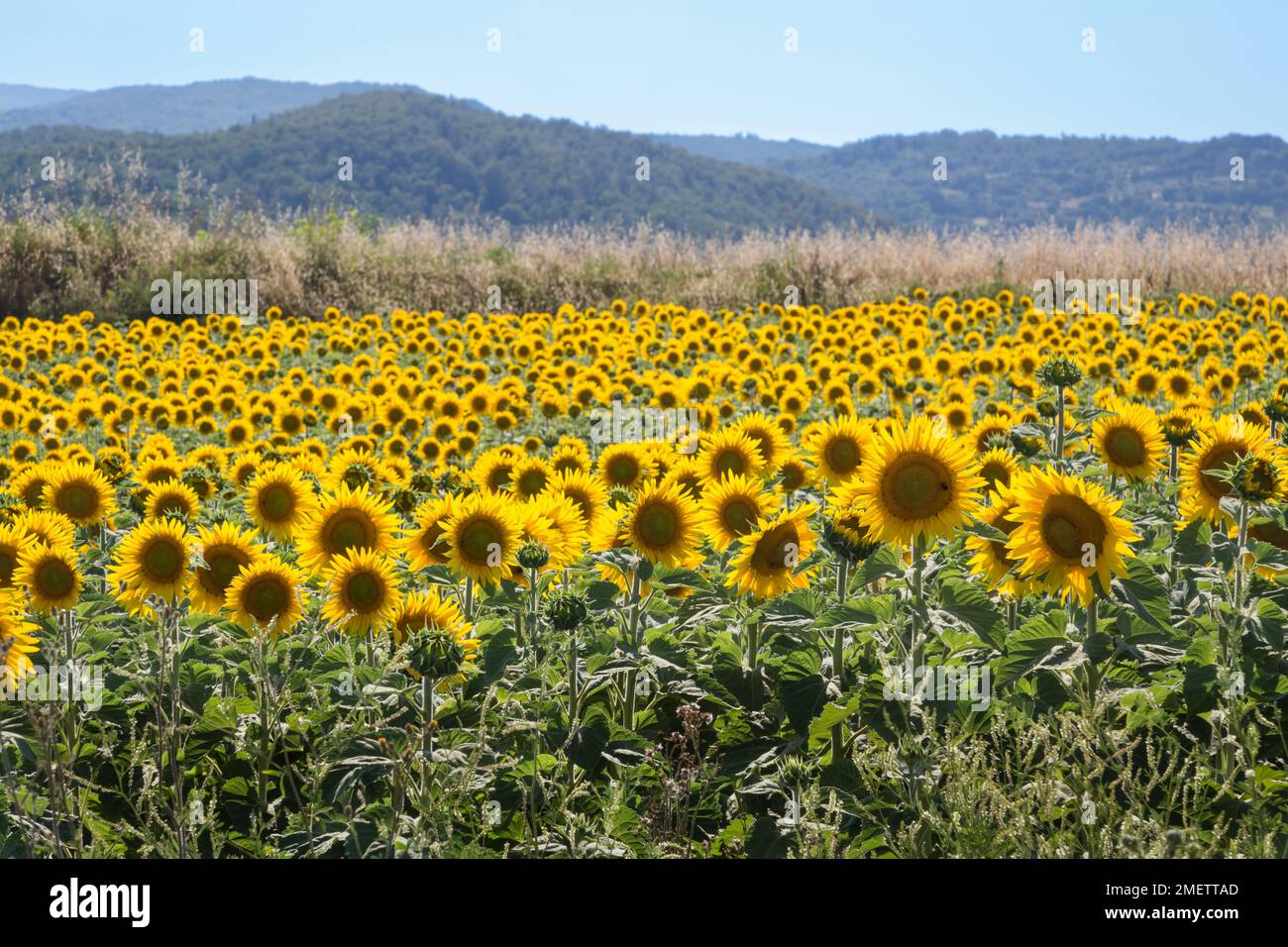 Blühende Sonnenblumen im Sonnenblumenfeld im Sommer, Toskana, Italien. Stockfoto