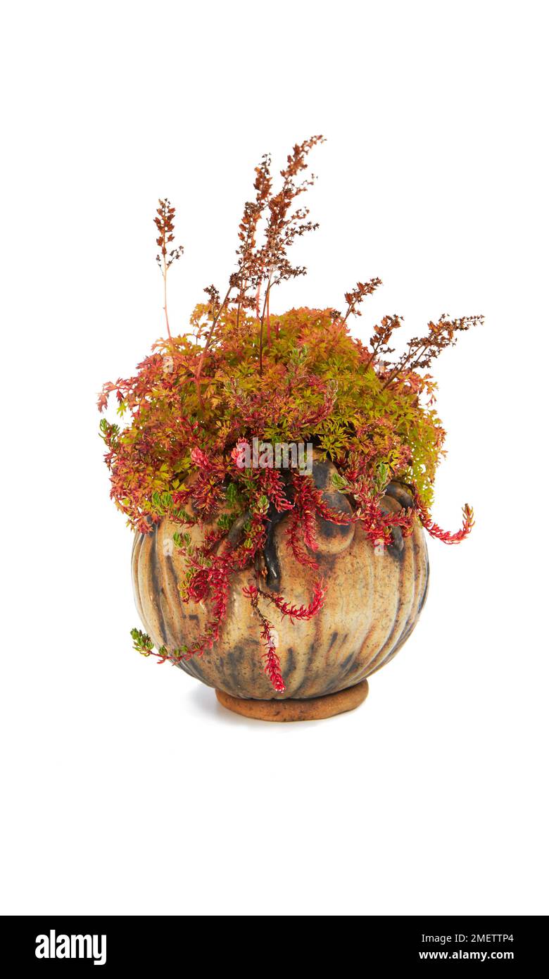Bonsai zeigt Begleitpflanze, Akzentpflanzen, kräftige rote Herbstfarben Stockfoto
