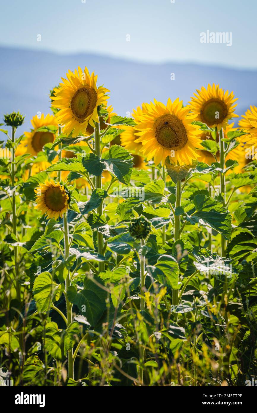 Blühende Sonnenblumen in der Toskana, Italien. Stockfoto