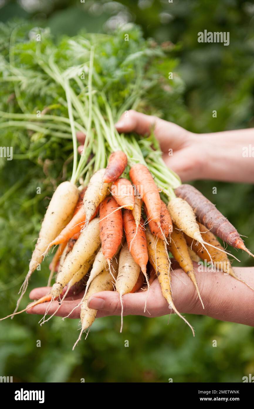 Gärtner mit einem Haufen frisch geernteter Karotten Stockfoto