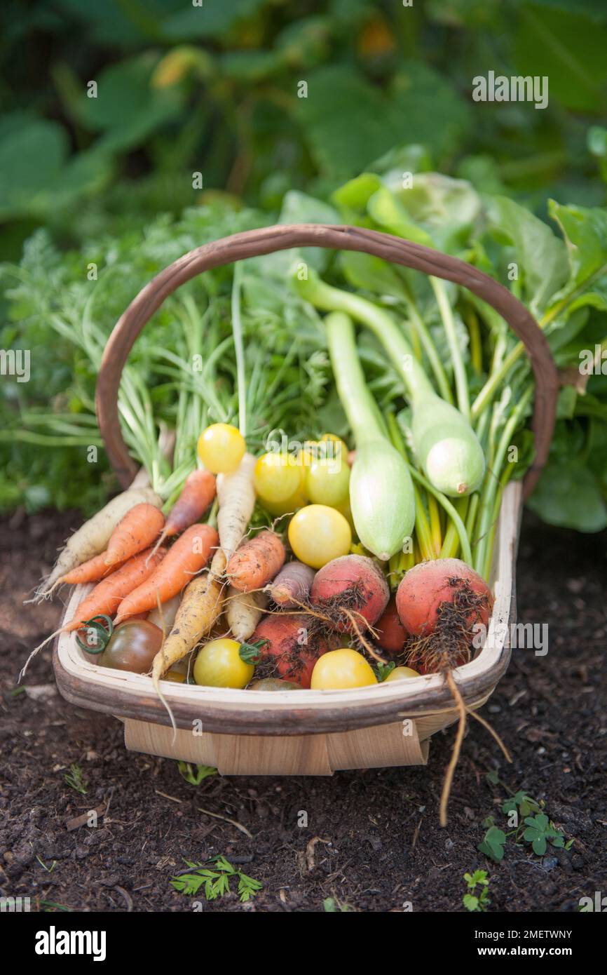 Trug mit verschiedenen Sommergemüse, Kürbis, Karotten, Rote Bete, Tomaten, Schweizer Mangold Stockfoto