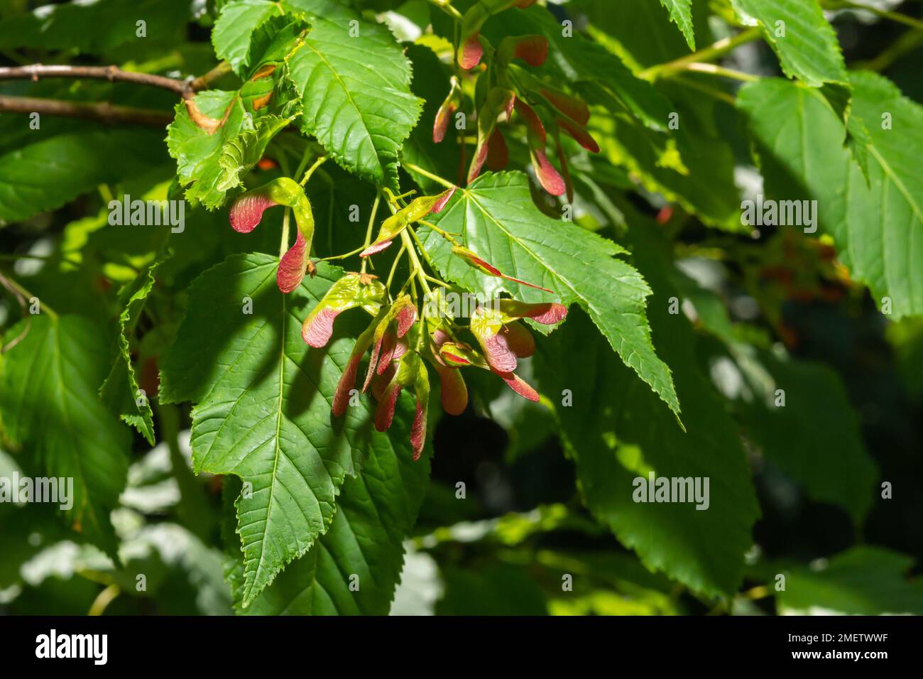 Nahaufnahme rötlich-rosa gereifter Früchte von Acer tataricum subsp. Ginnala Tatar Ahorn oder Tatarianischer Ahorn. Stockfoto