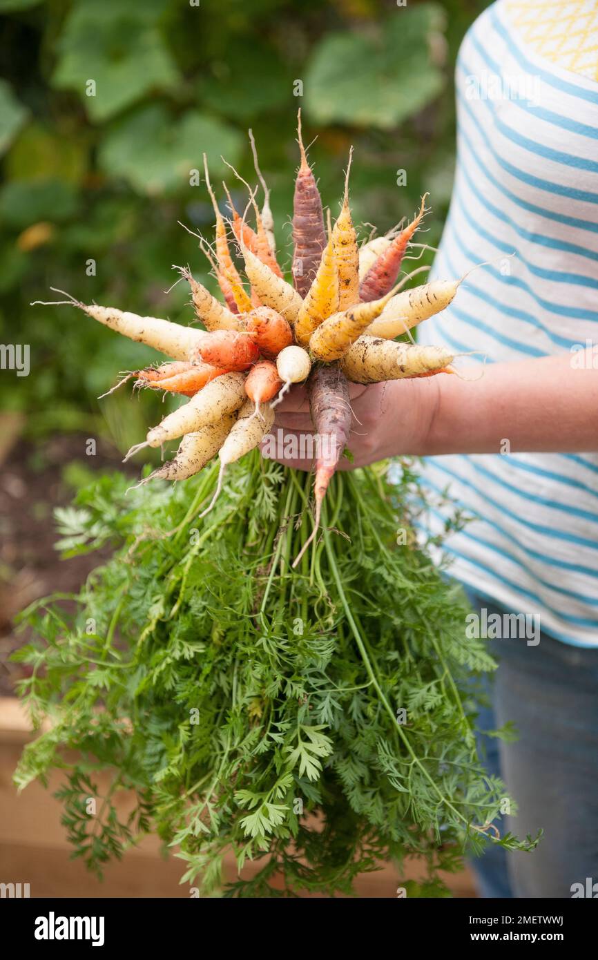 Gärtner mit einem Haufen frisch geernteter Karotten Stockfoto
