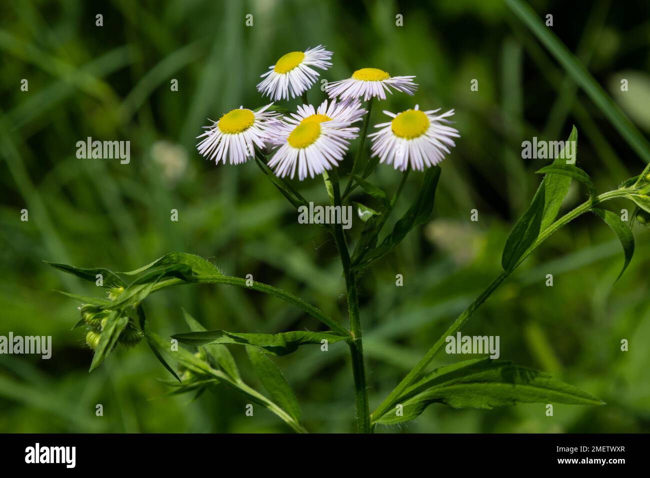 Philadelphia Berufkraut, Erigeron Philadelphicus der Familie Asteraceae. Stockfoto